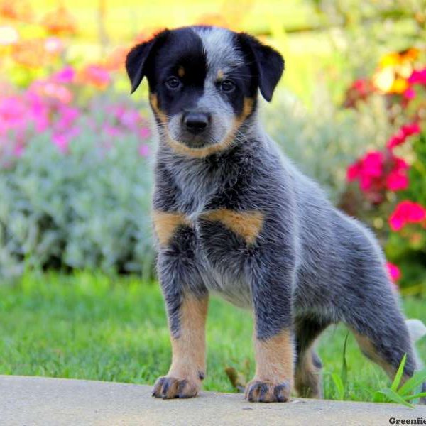 Lylah, Blue Heeler – Australian Cattle Dog Puppy