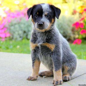 Lylah, Blue Heeler – Australian Cattle Dog Puppy