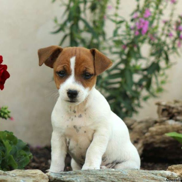 Lyle, Jack Russell Terrier Puppy