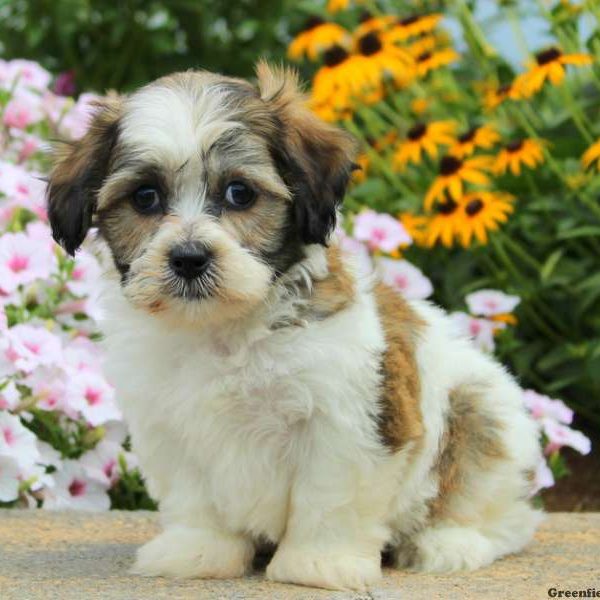 Lyle, Shichon / Teddy Bear Puppy