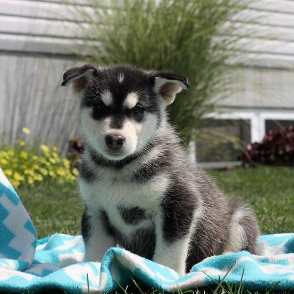 Lyle, Alaskan Malamute Puppy