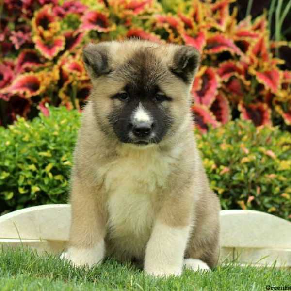 Lyle, Akita Puppy