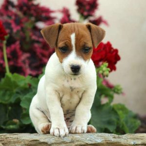 Lyle, Jack Russell Terrier Puppy