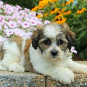 Lyle, Shichon / Teddy Bear Puppy