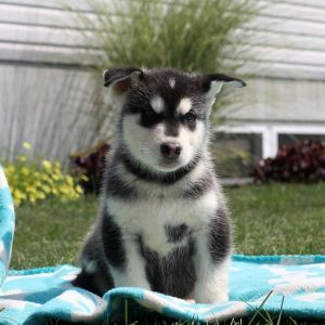 Lyle, Alaskan Malamute Puppy