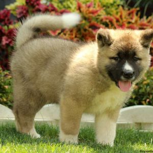 Lyle, Akita Puppy