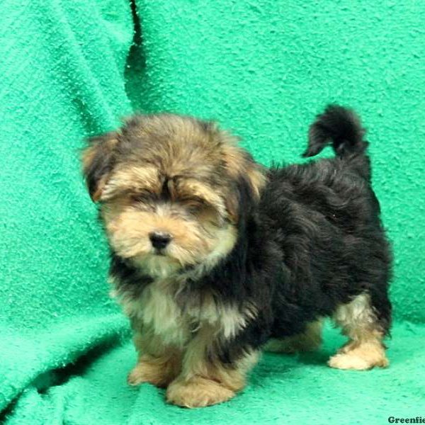 Lynette, Yorkie Mix Puppy