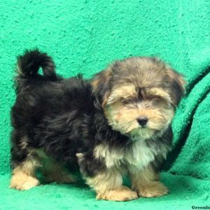 Lynette, Yorkie Mix Puppy