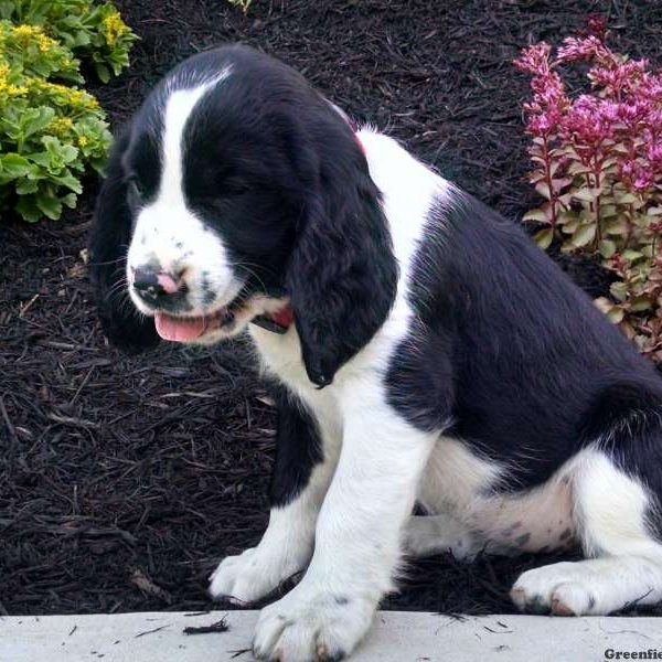 Lynn, English Springer Spaniel Puppy