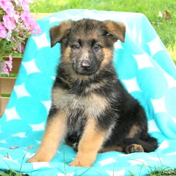 Mable, German Shepherd Puppy