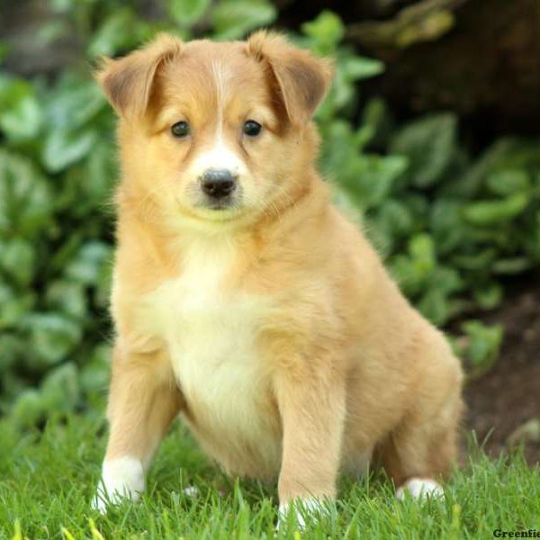 Mable, Shetland Sheepdog Mix Puppy