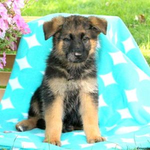 Mable, German Shepherd Puppy