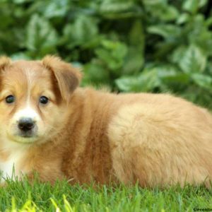 Mable, Shetland Sheepdog Mix Puppy