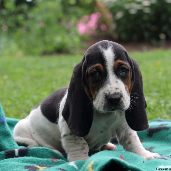 Mabry, Basset Hound Puppy