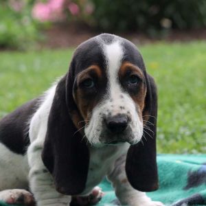 Mabry, Basset Hound Puppy