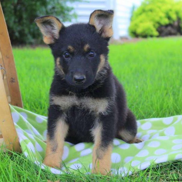 Macie Grey, German Shepherd Puppy