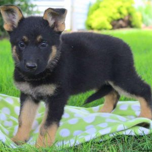 Macie Grey, German Shepherd Puppy