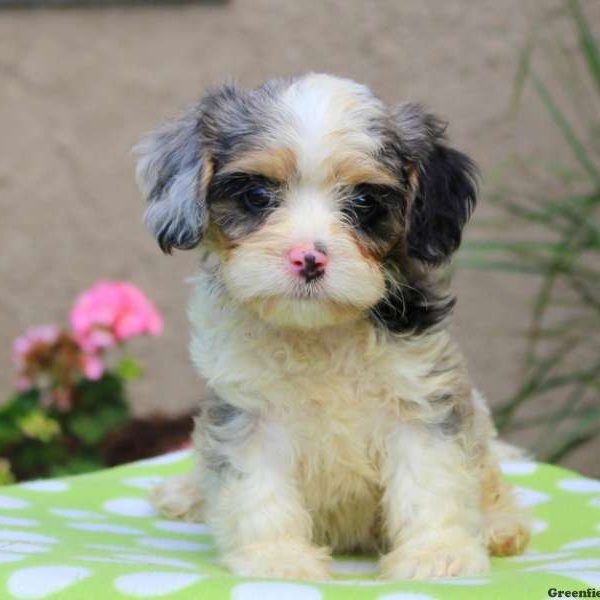 Macy, Cavalier King Charles Mix Puppy