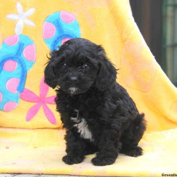 Macy, Cavapoo Puppy