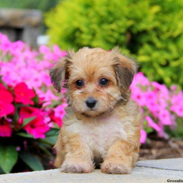 Macy, Yorkie-Chon Puppy