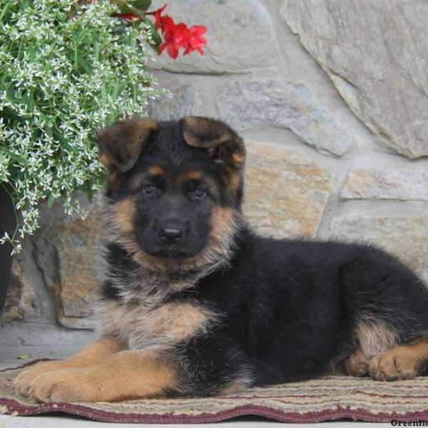 Macy, German Shepherd Puppy