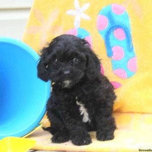 Macy, Cavapoo Puppy