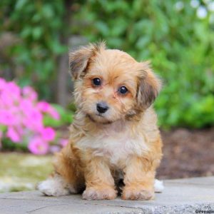 Macy, Yorkie-Chon Puppy