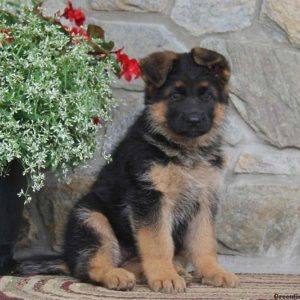 Macy, German Shepherd Puppy