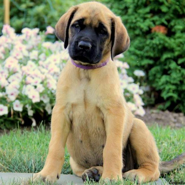 Maddy, English Mastiff Puppy