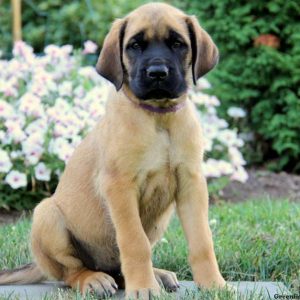 Maddy, English Mastiff Puppy