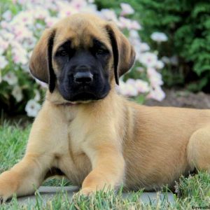 Maddy, English Mastiff Puppy