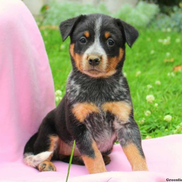 Madison, Blue Heeler – Australian Cattle Dog Puppy