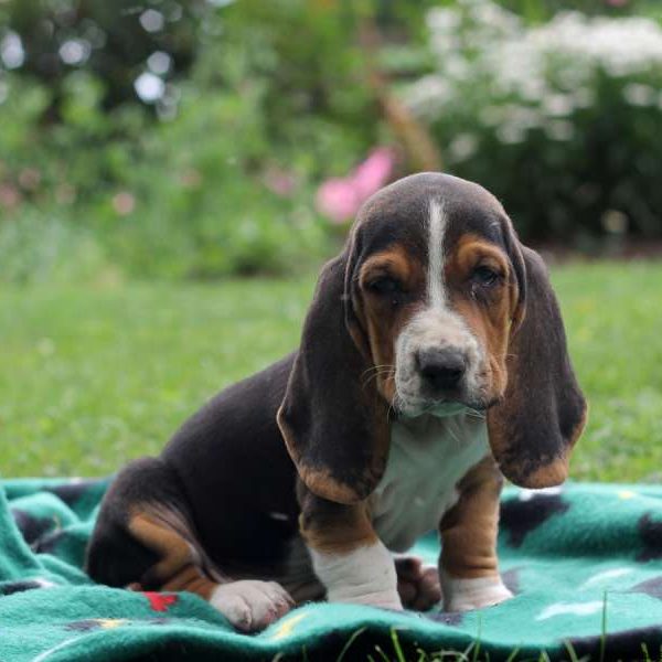 Madison, Basset Hound Puppy