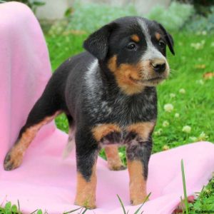 Madison, Blue Heeler – Australian Cattle Dog Puppy