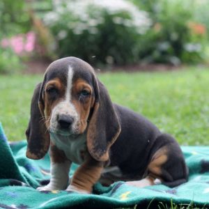 Madison, Basset Hound Puppy