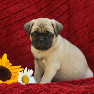 Madison, Pug Mix Puppy