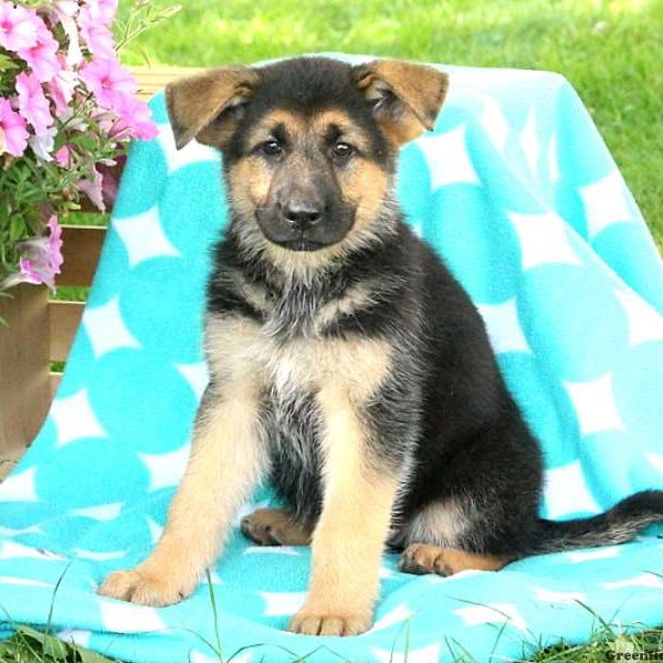 Maggie Sue, German Shepherd Puppy