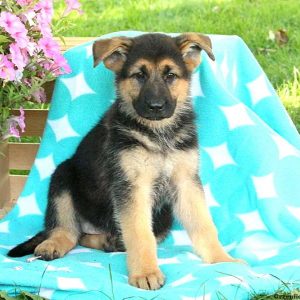 Maggie Sue, German Shepherd Puppy