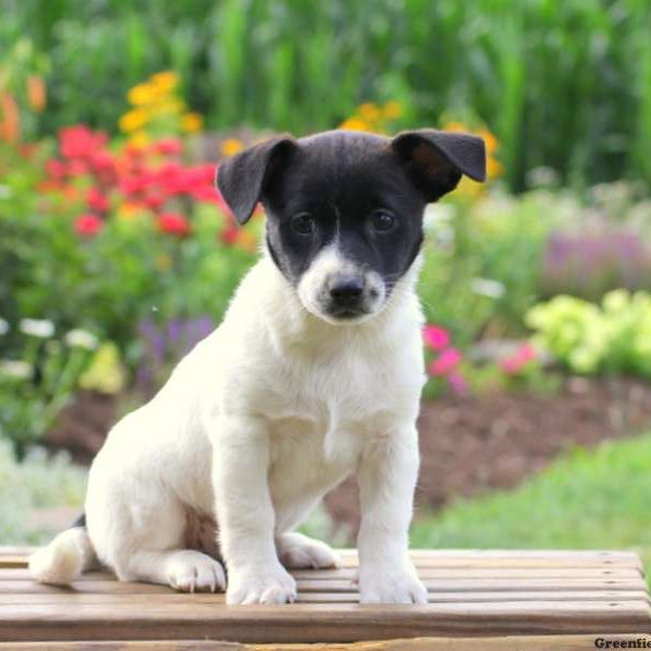 Maggie, Jack Russell Mix Puppy