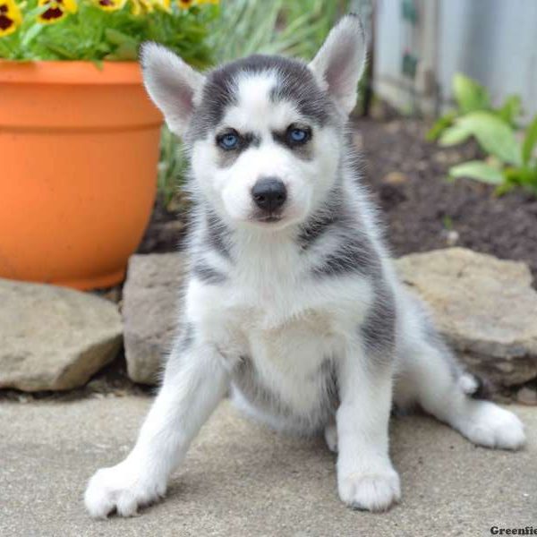 Maggie, Siberian Husky Puppy