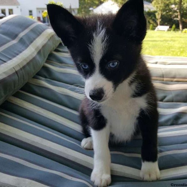 Maggie, Pomsky Puppy