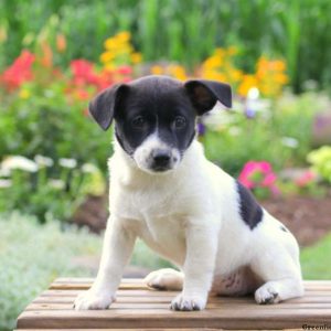 Maggie, Jack Russell Mix Puppy