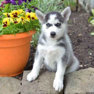 Maggie, Siberian Husky Puppy