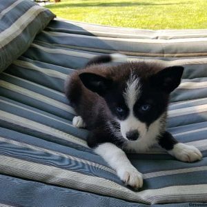 Maggie, Pomsky Puppy