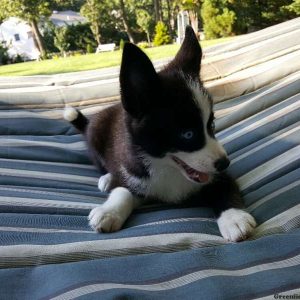 Maggie, Pomsky Puppy