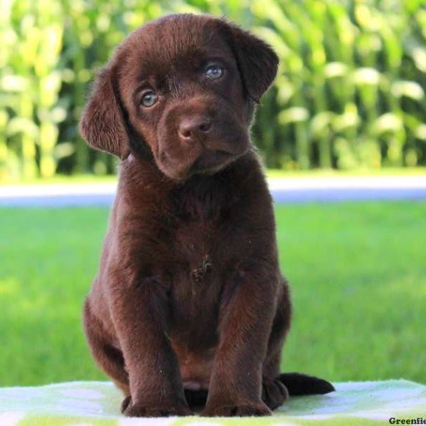 Magnolia Joy, Labrador Retriever-Chocolate Puppy