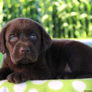 Magnolia Joy, Labrador Retriever-Chocolate Puppy