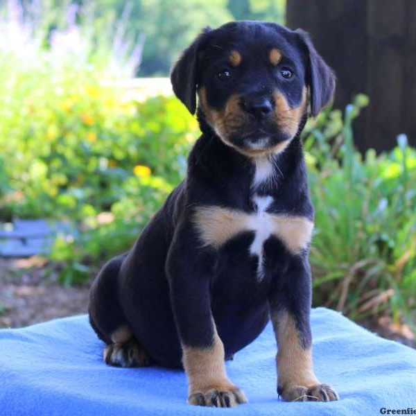 Magnolia, Greater Swiss Mountain Dog Mix Puppy