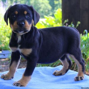 Magnolia, Greater Swiss Mountain Dog Mix Puppy