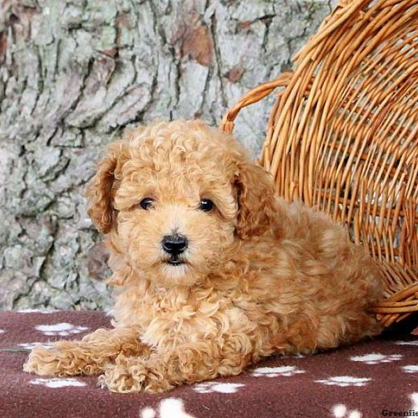 Malcolm, Toy Poodle Puppy